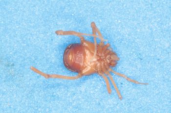 Media type: image; Invertebrate Zoology 14667